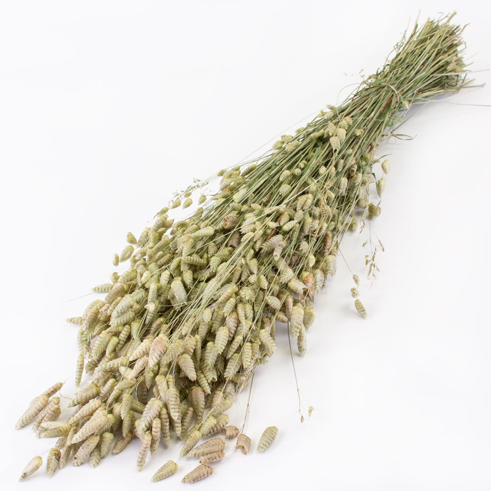 a bunch of naturally coloured, green briza grass against a white background