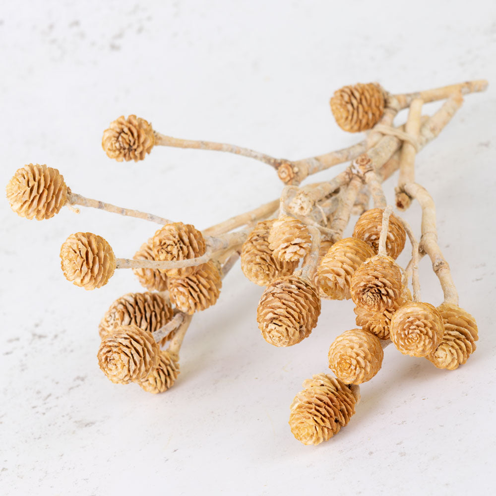 Leucadendron Muirii Cone Branch, Bleached White