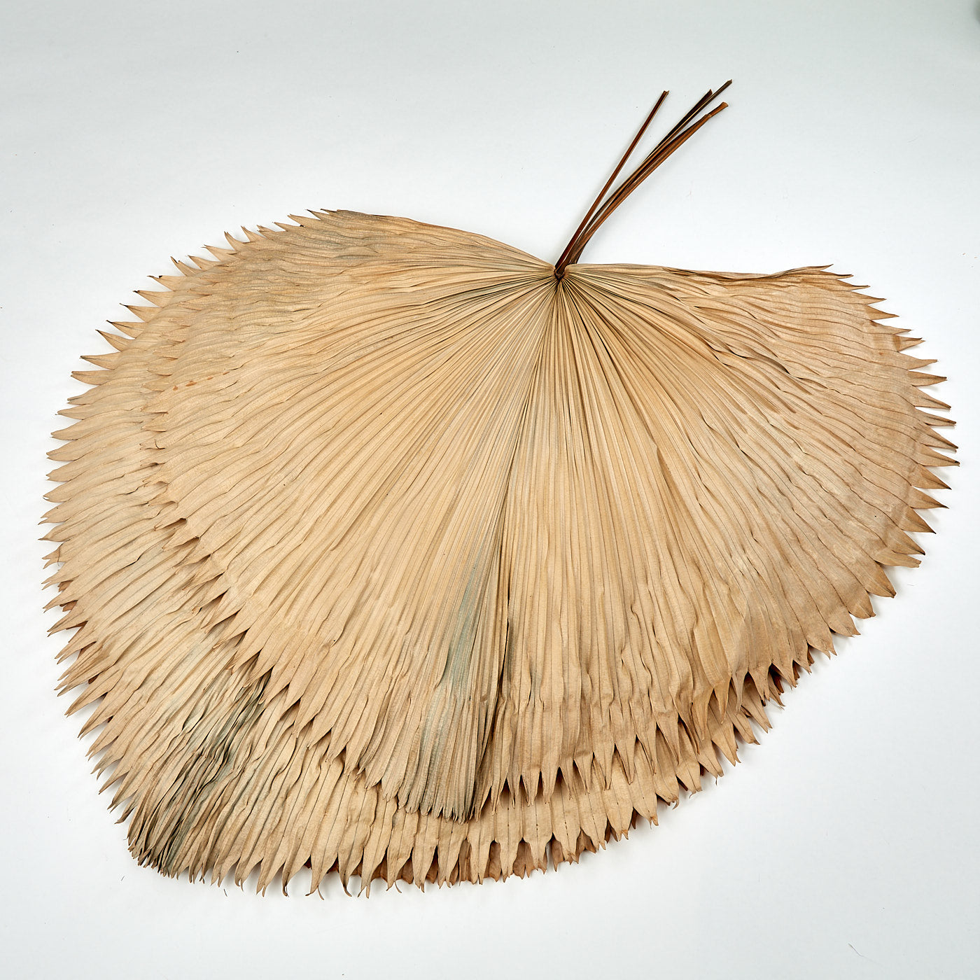 Grandis Fan Palm