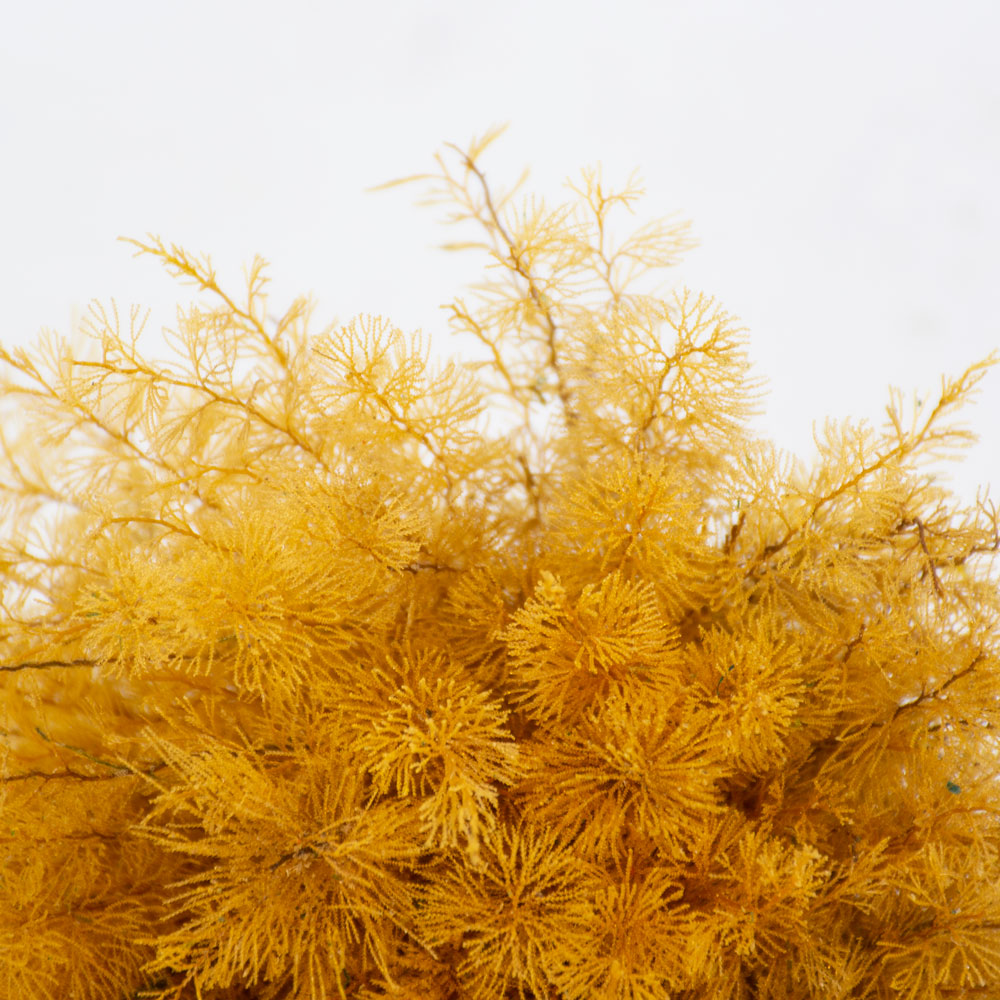Fern, Air, Preserved, Copper