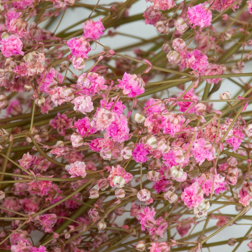 a bunch of brightly coloured pink gypsophila, against a white background