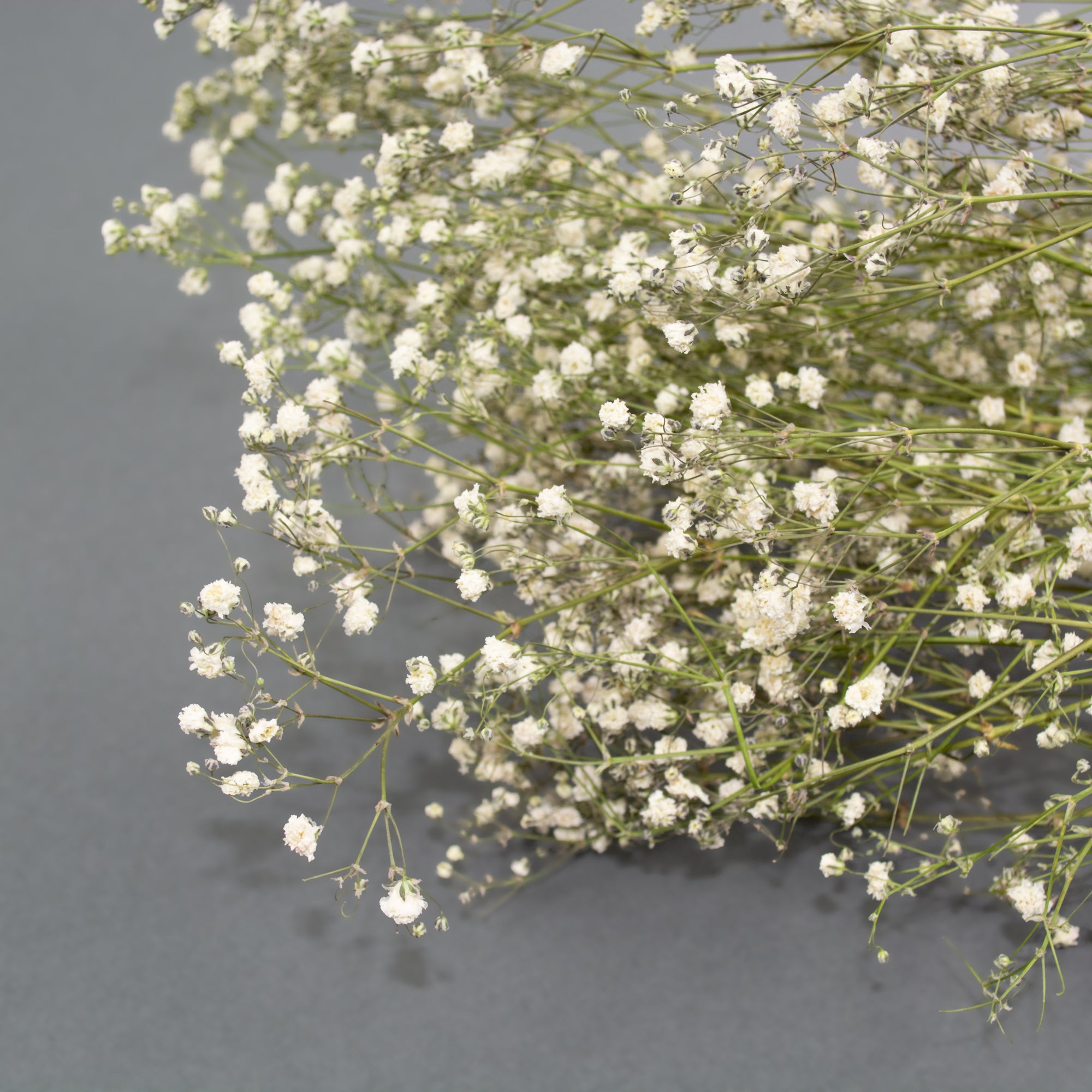 This is an image of a bunch of preserved white gypsophila on a white background.