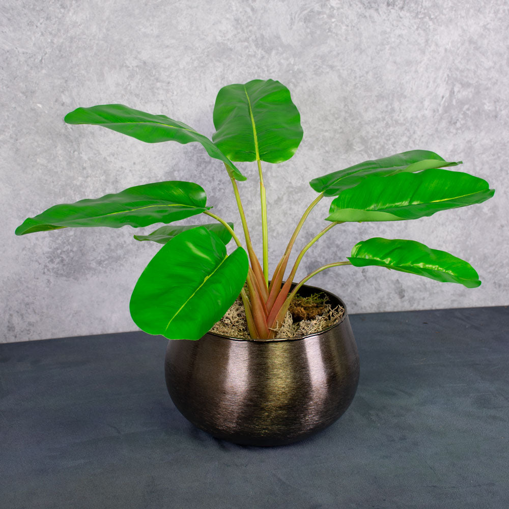 Banana Plant (Musa), 55cm