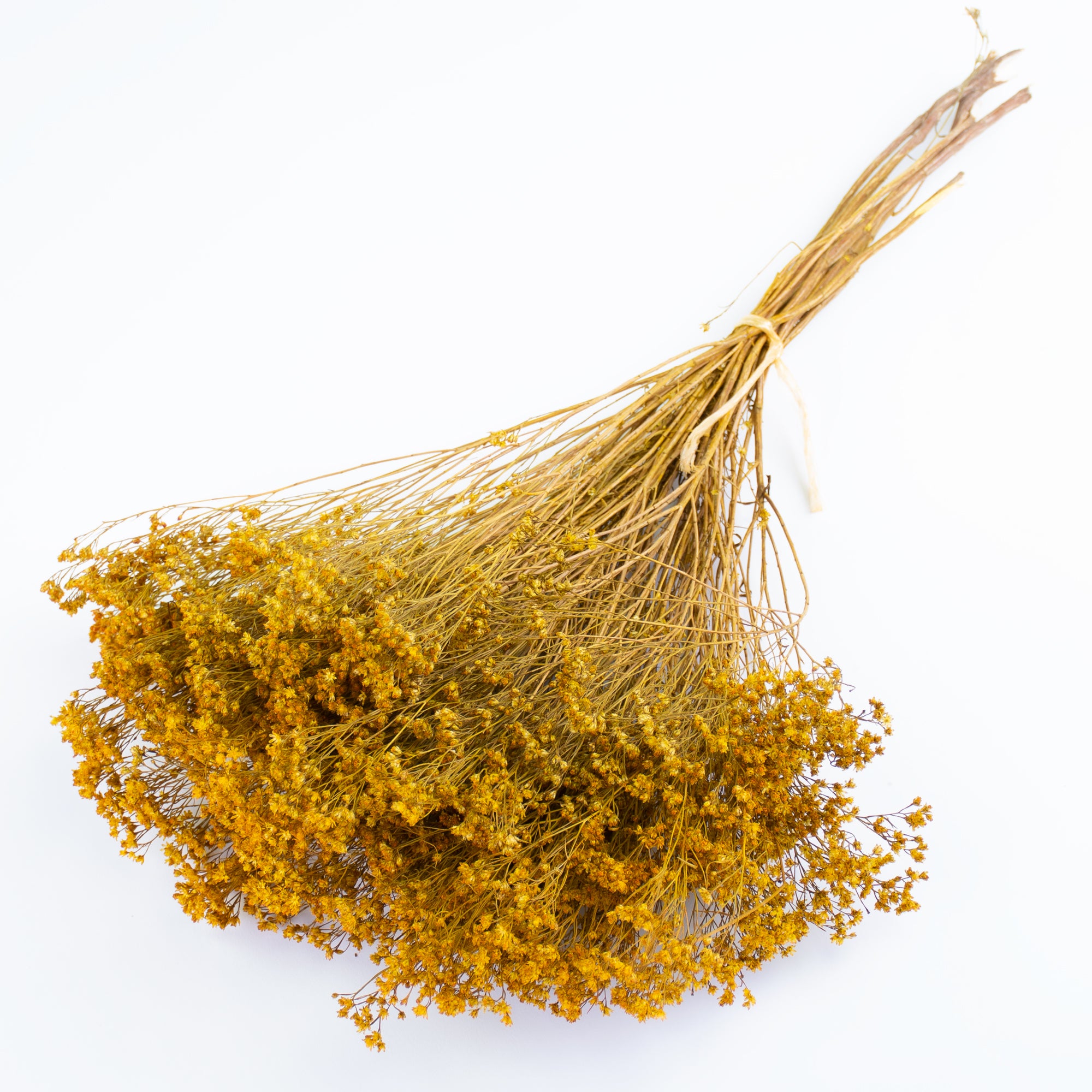 This image shows dried broom bloom in a rich yellow colour, laid on a white background.