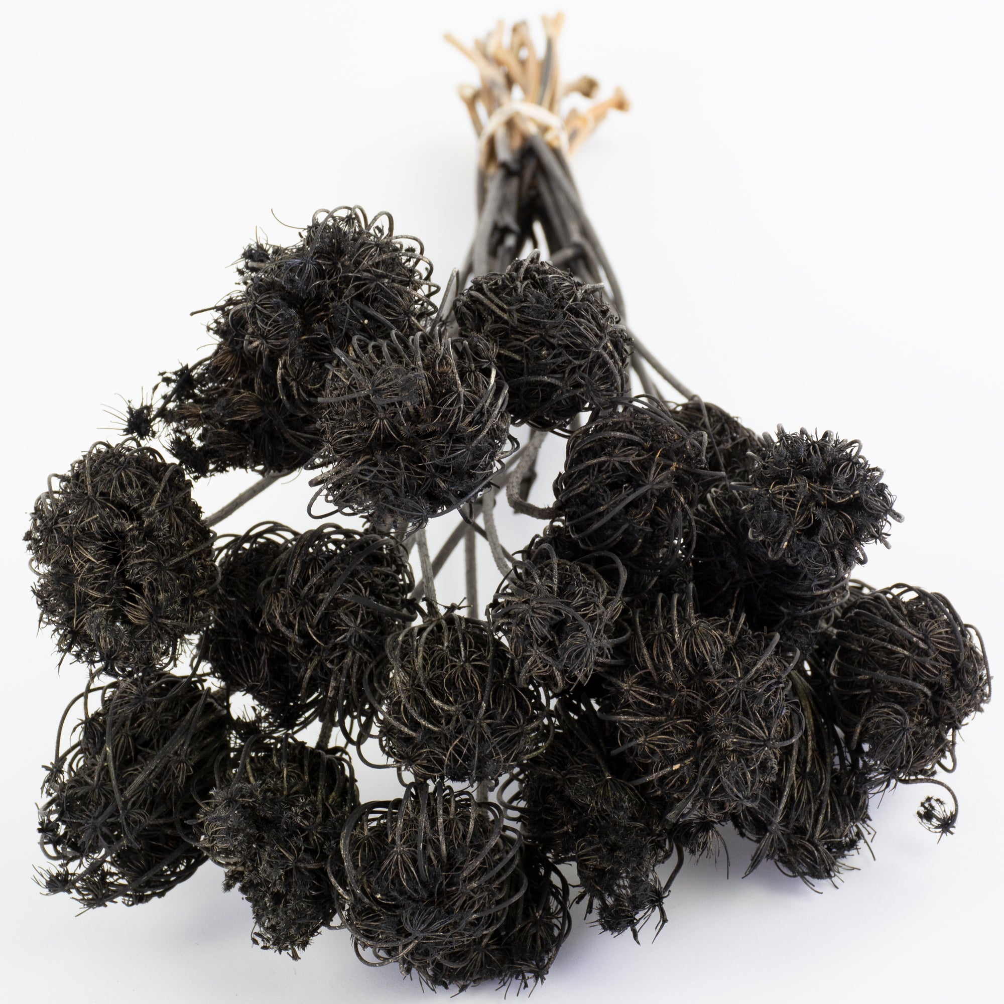 This is an image of a bunch of black painted ammi majus, laid on a white background.