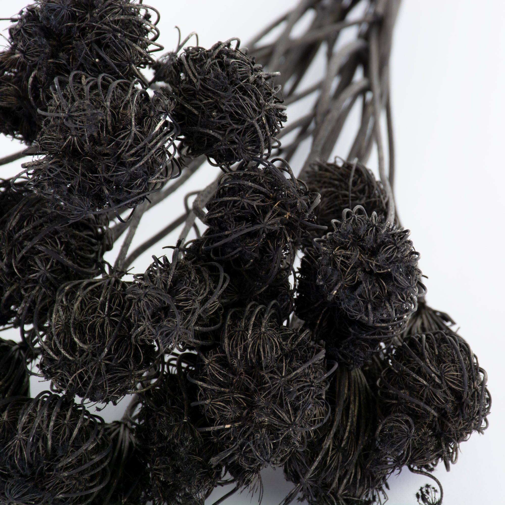 This is an image of a bunch of black painted ammi majus, laid on a white background.