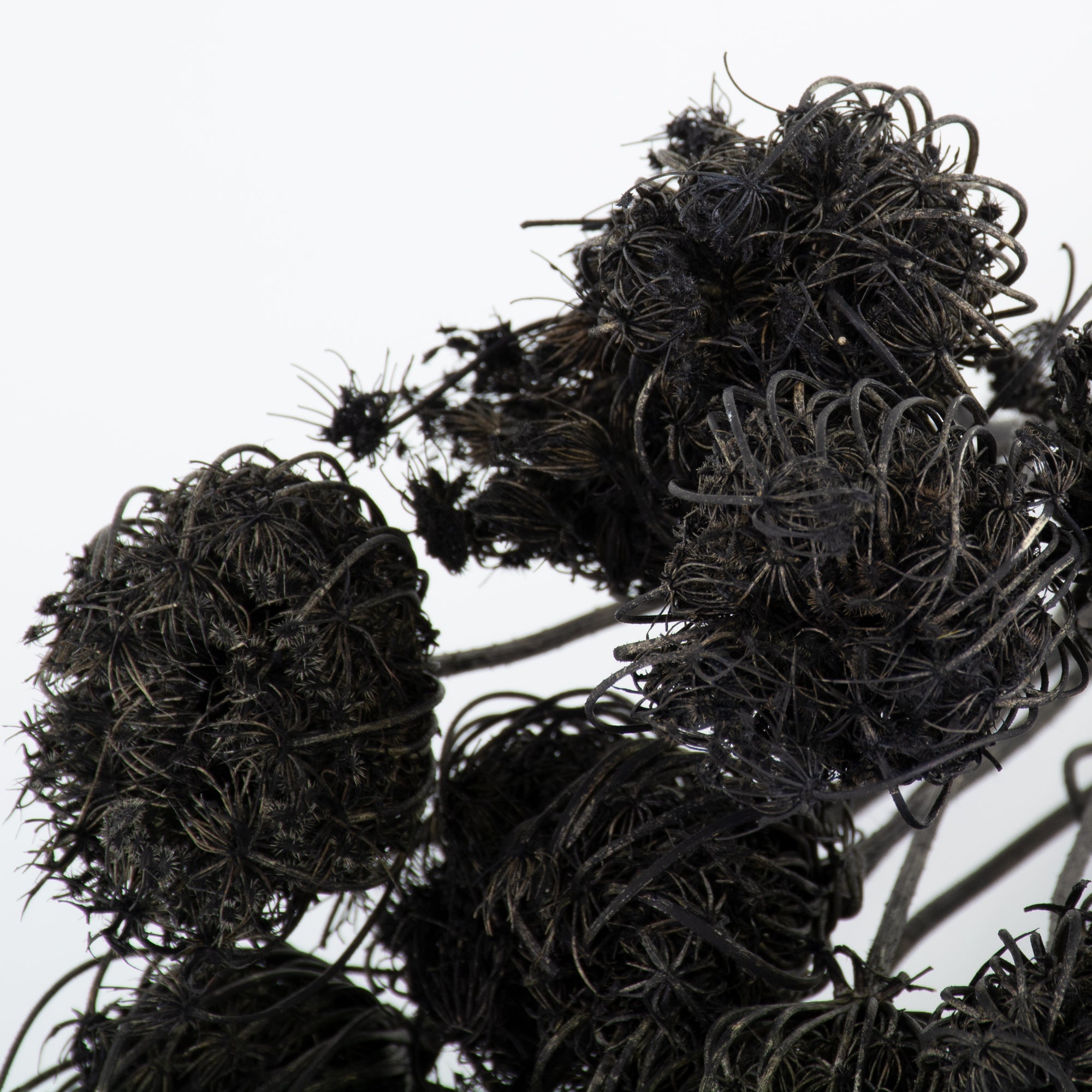 This is an image of a bunch of black painted ammi majus, laid on a white background.