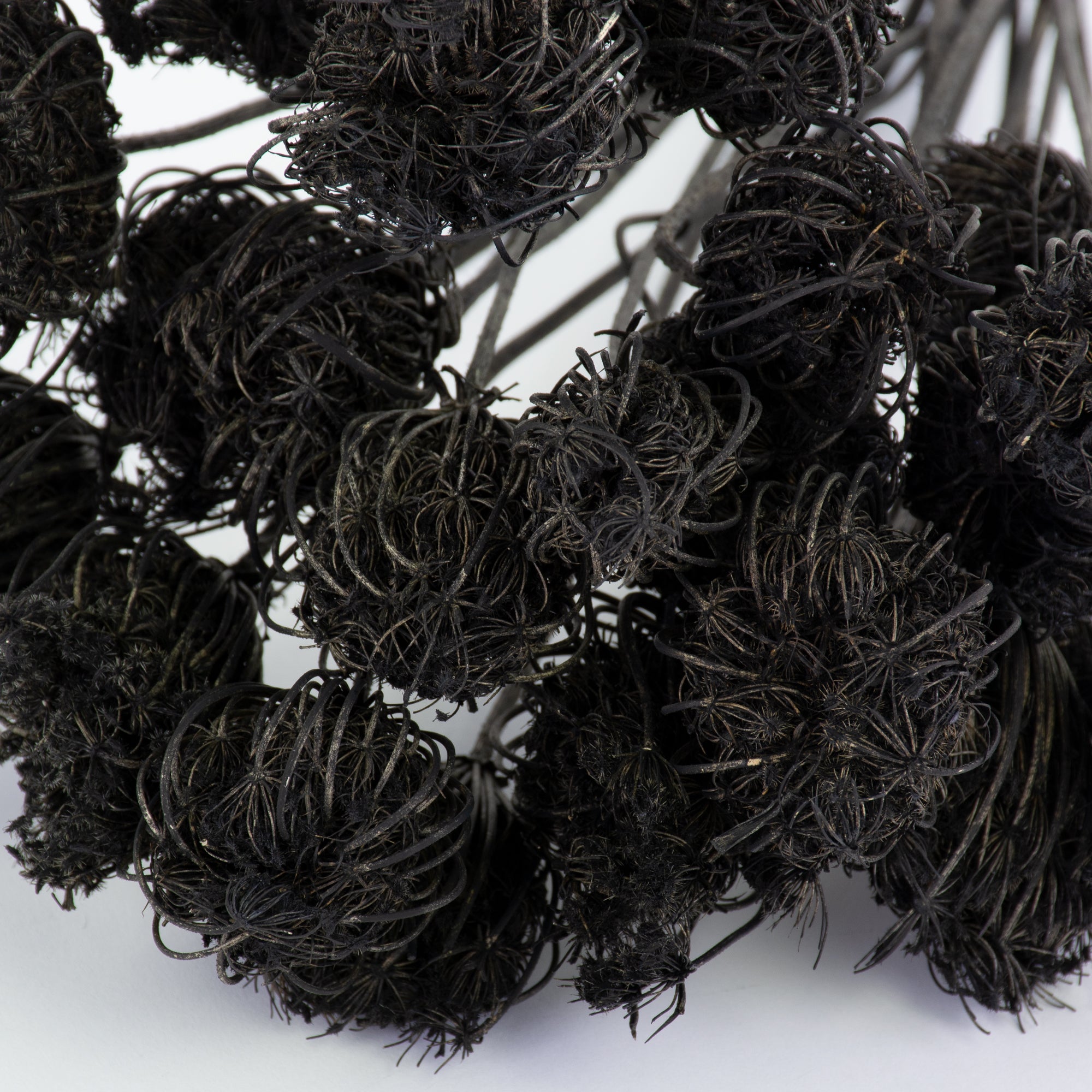 This is an image of a bunch of black painted ammi majus, laid on a white background.