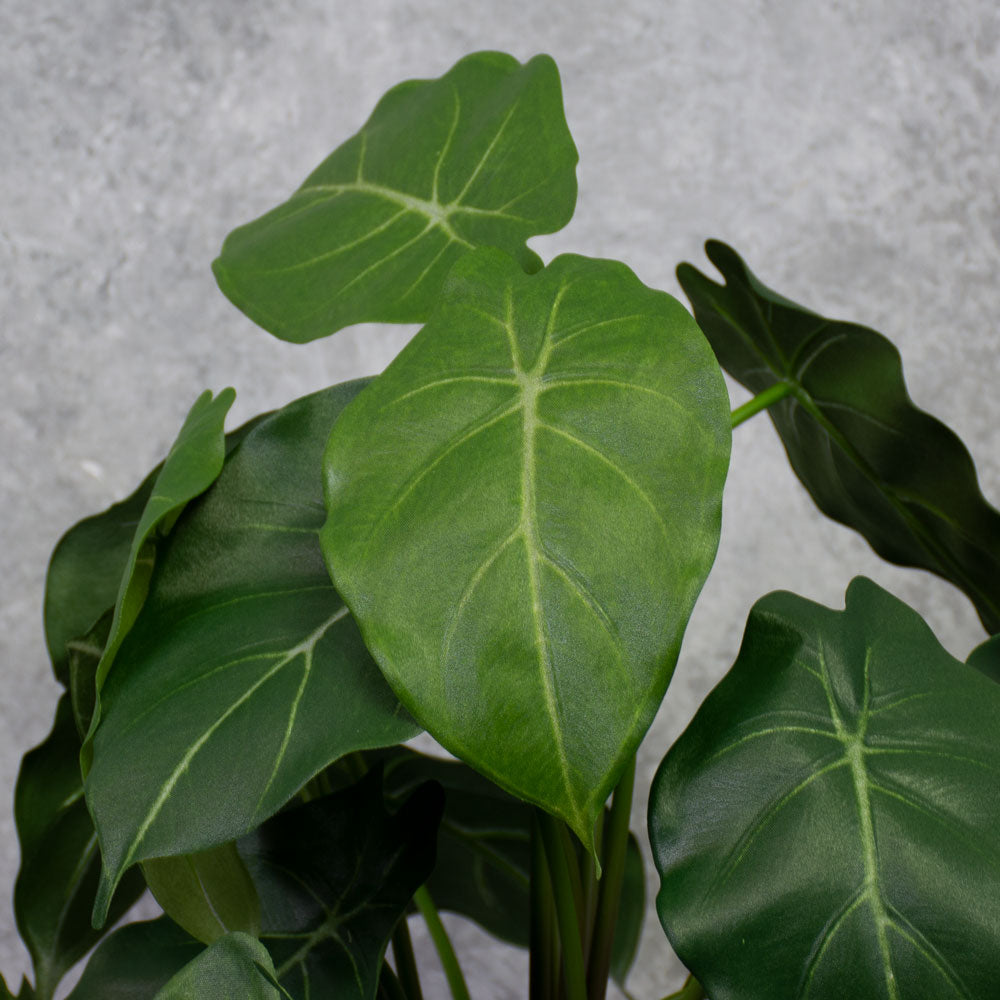 Arrowhead Plant Syngonium podophyllum 50cm