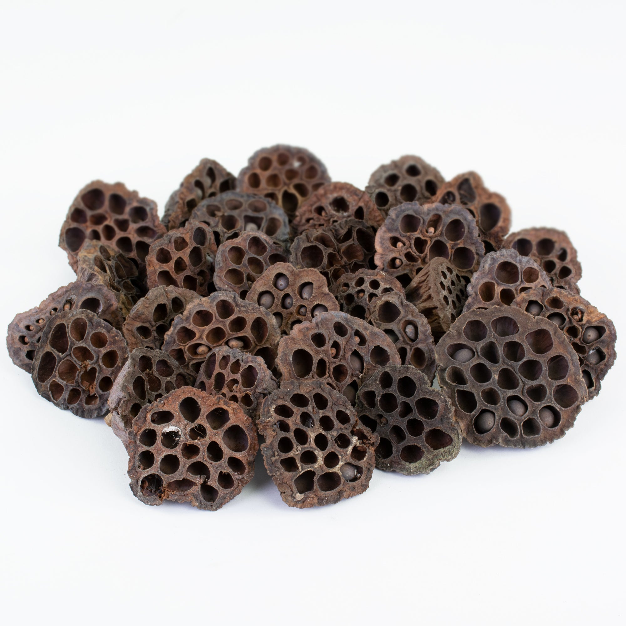 This image shows lotus seed heads on a white background