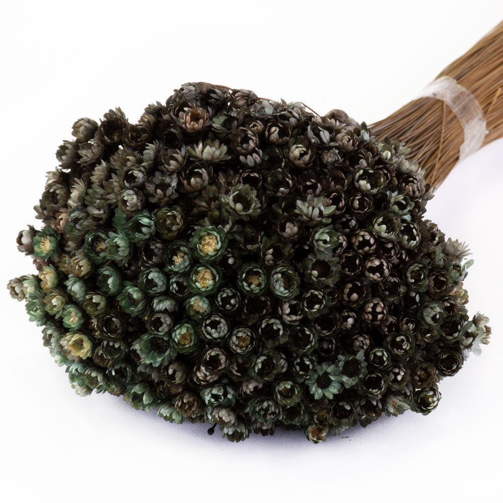 a bunch of dried glixia flowers in a bright black colour, against a white background