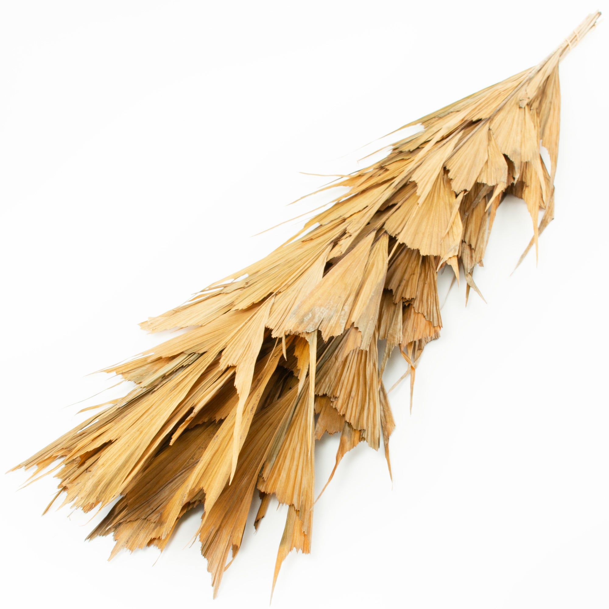 This image shows a bunch of 10 butterfly palm leaves against a white background