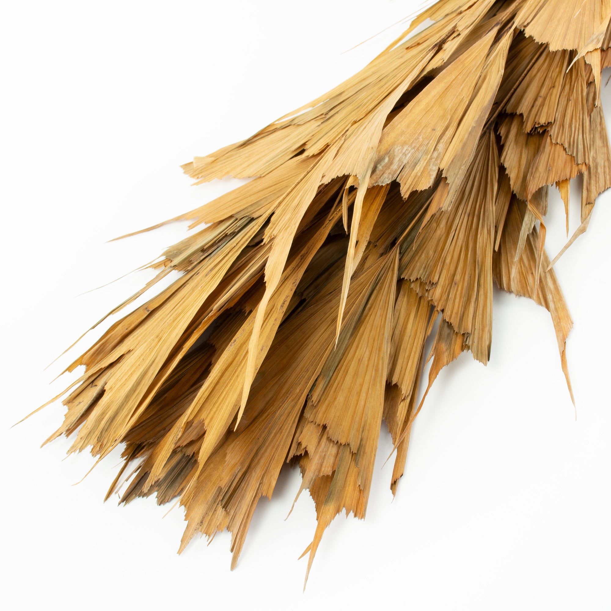 This image shows a bunch of 10 butterfly palm leaves against a white background
