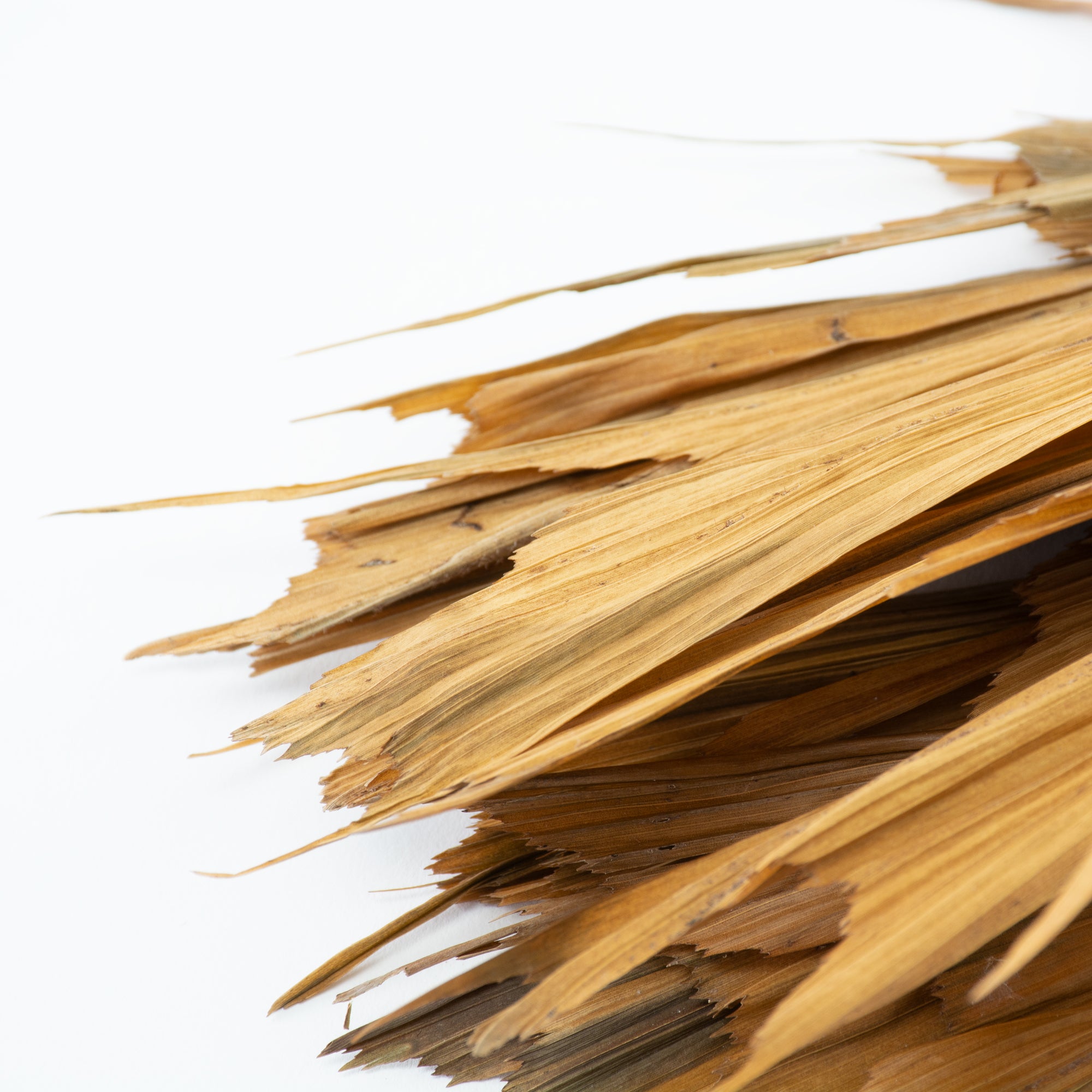 This image shows a bunch of 10 butterfly palm leaves against a white background