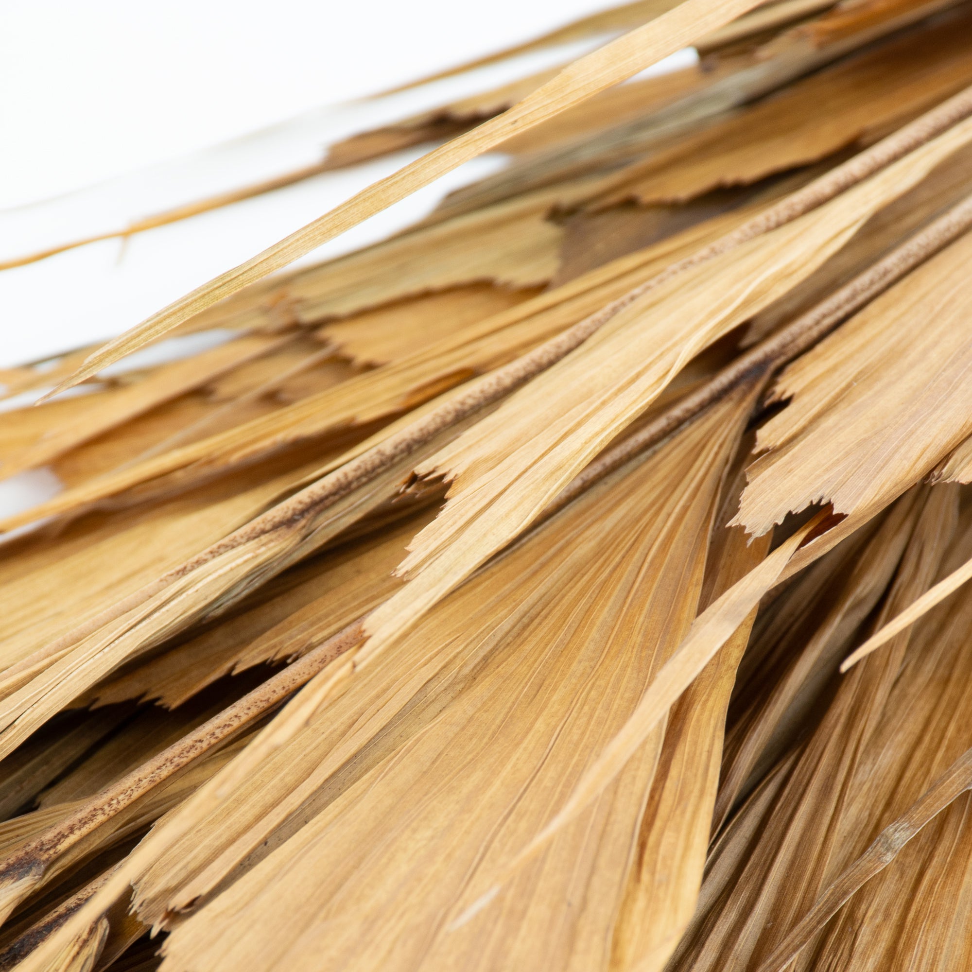 This image shows a bunch of 10 butterfly palm leaves against a white background