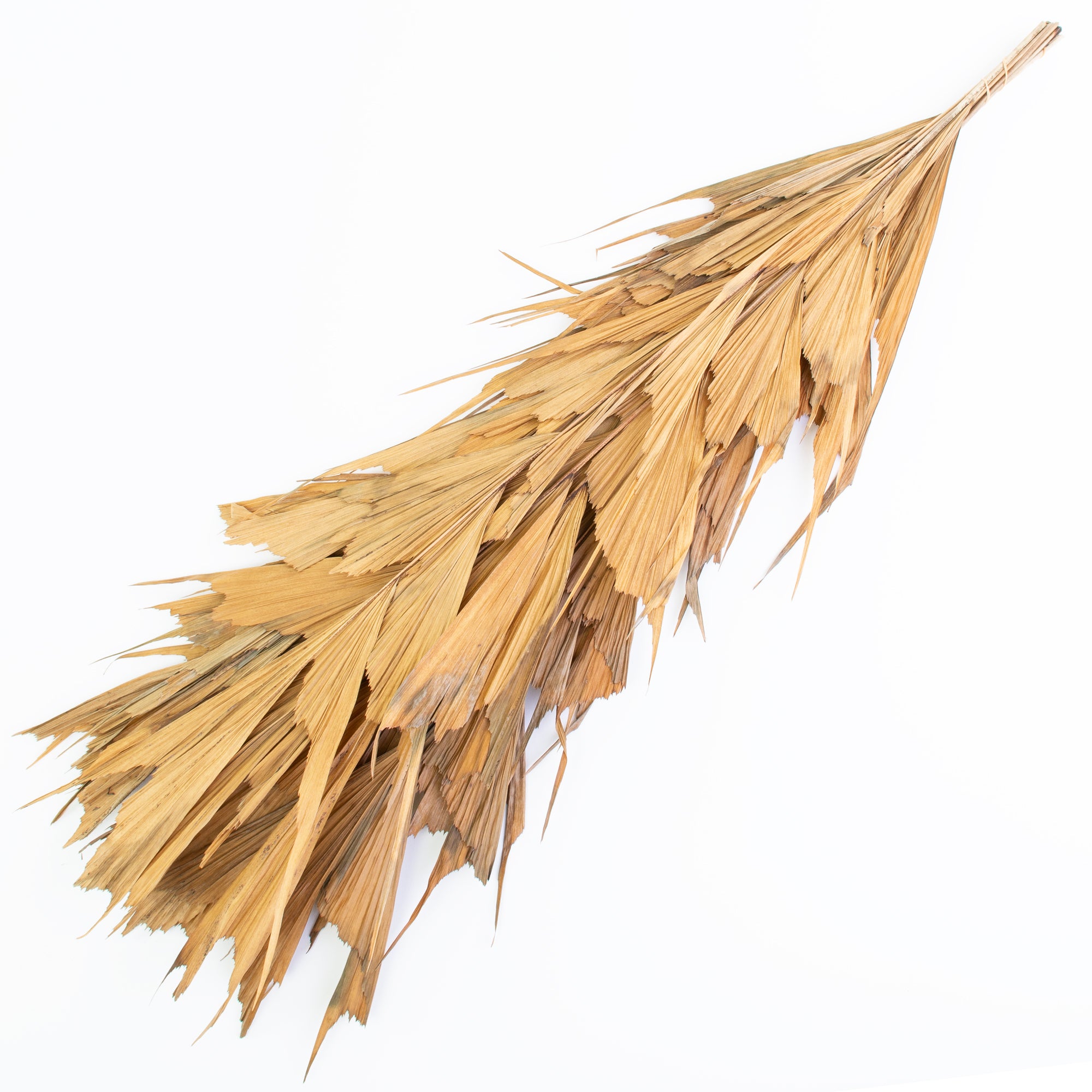 This image shows a bunch of 10 butterfly palm leaves against a white background