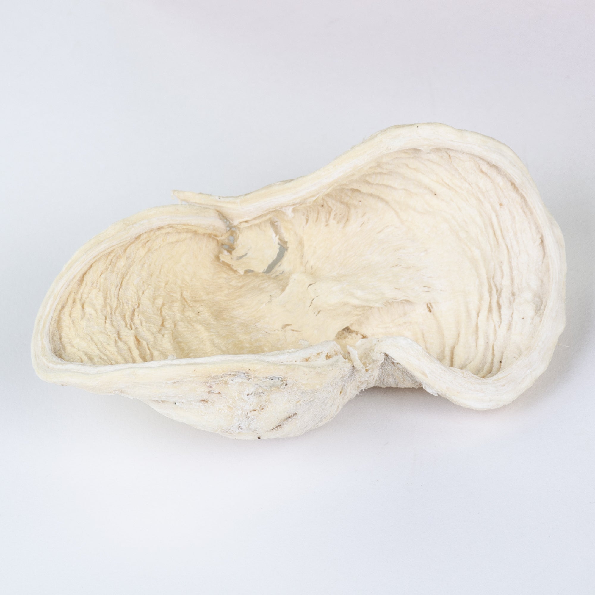 This image shows a box of bleached badam pods against a white background.