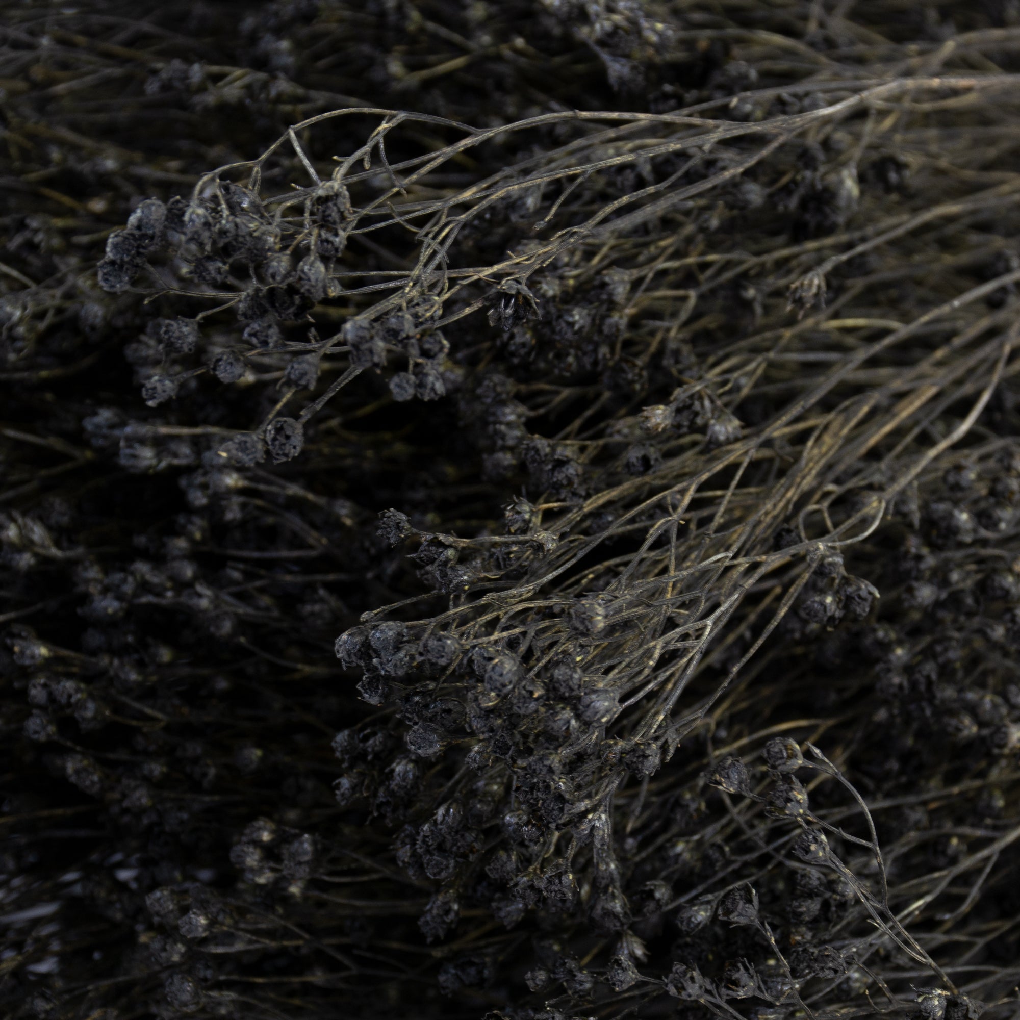 This image shows a bunch of black broom bloom against a white background