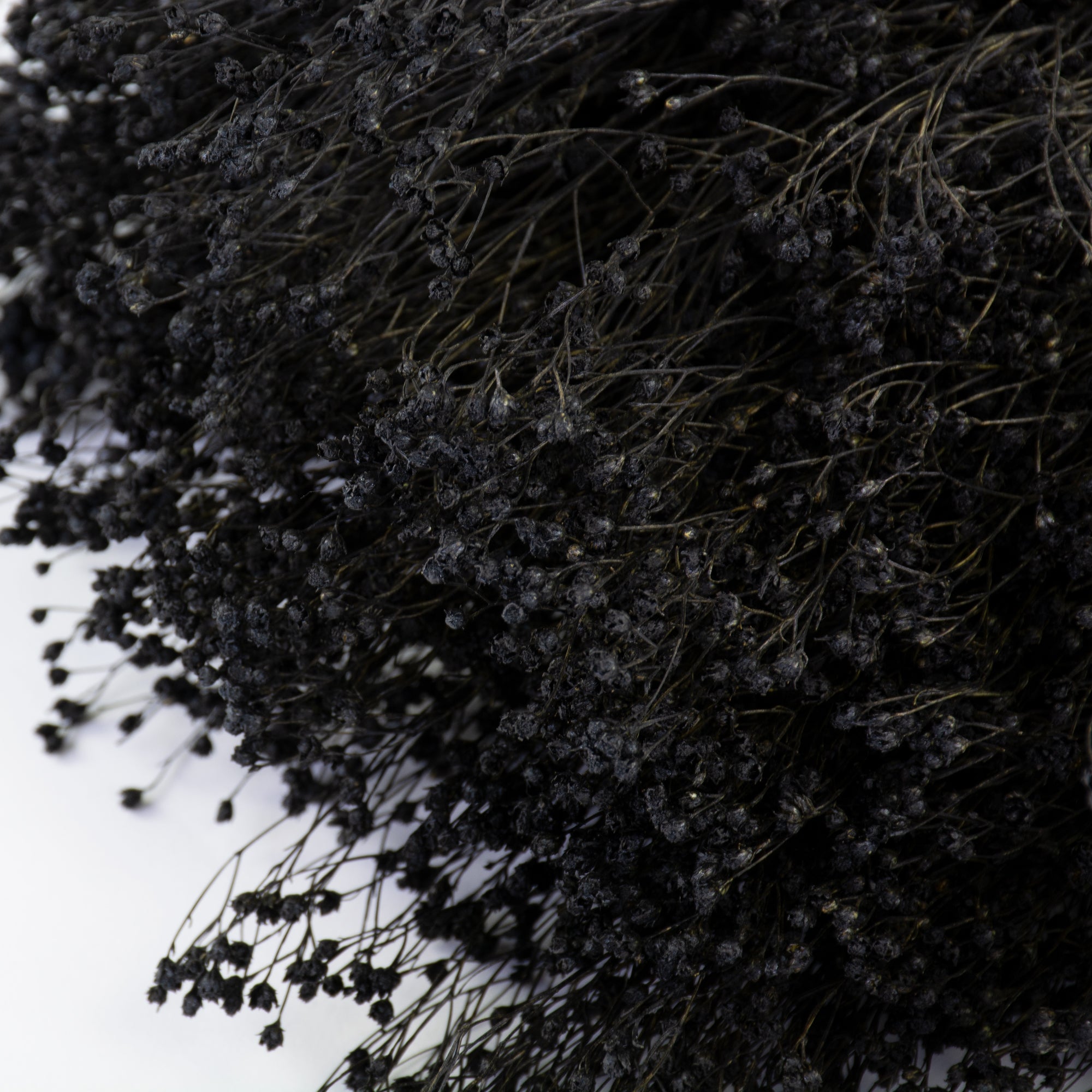 This image shows a bunch of black broom bloom against a white background