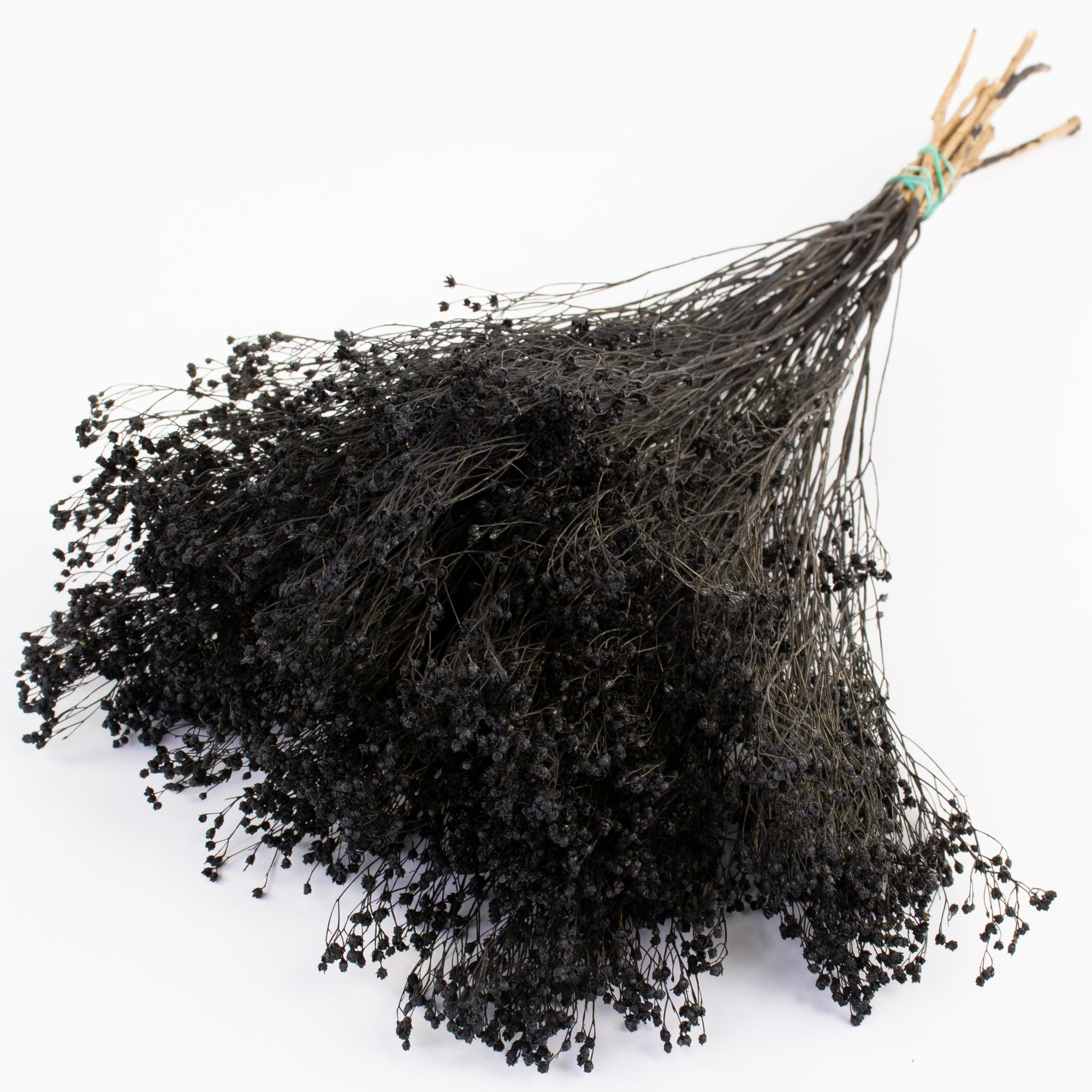 This image shows a bunch of black broom bloom against a white background