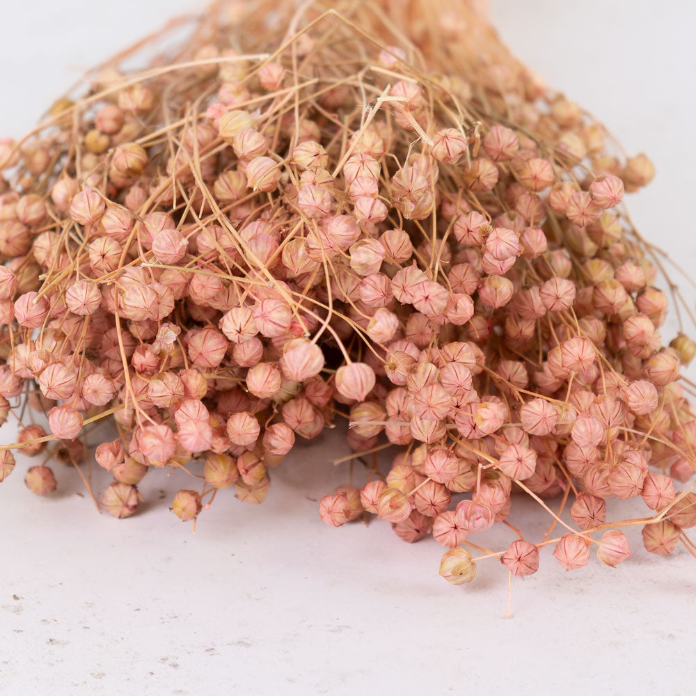 Linum, (flax), Pastel Pink