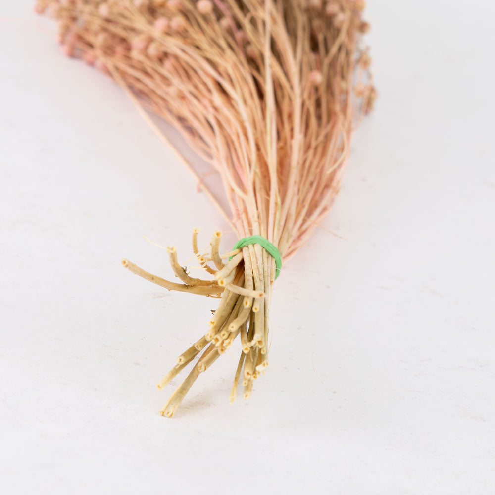 Linum, (flax), Pastel Pink