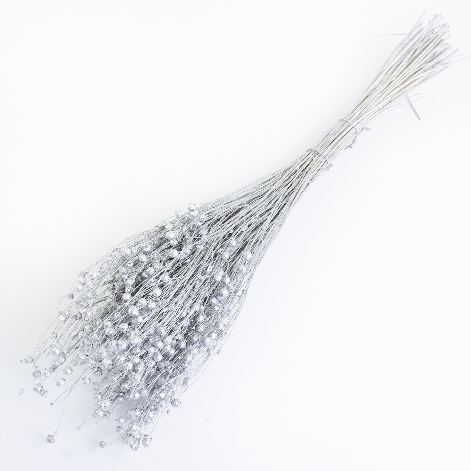 This image shows a bunch of silver linum, or flax, against a white background