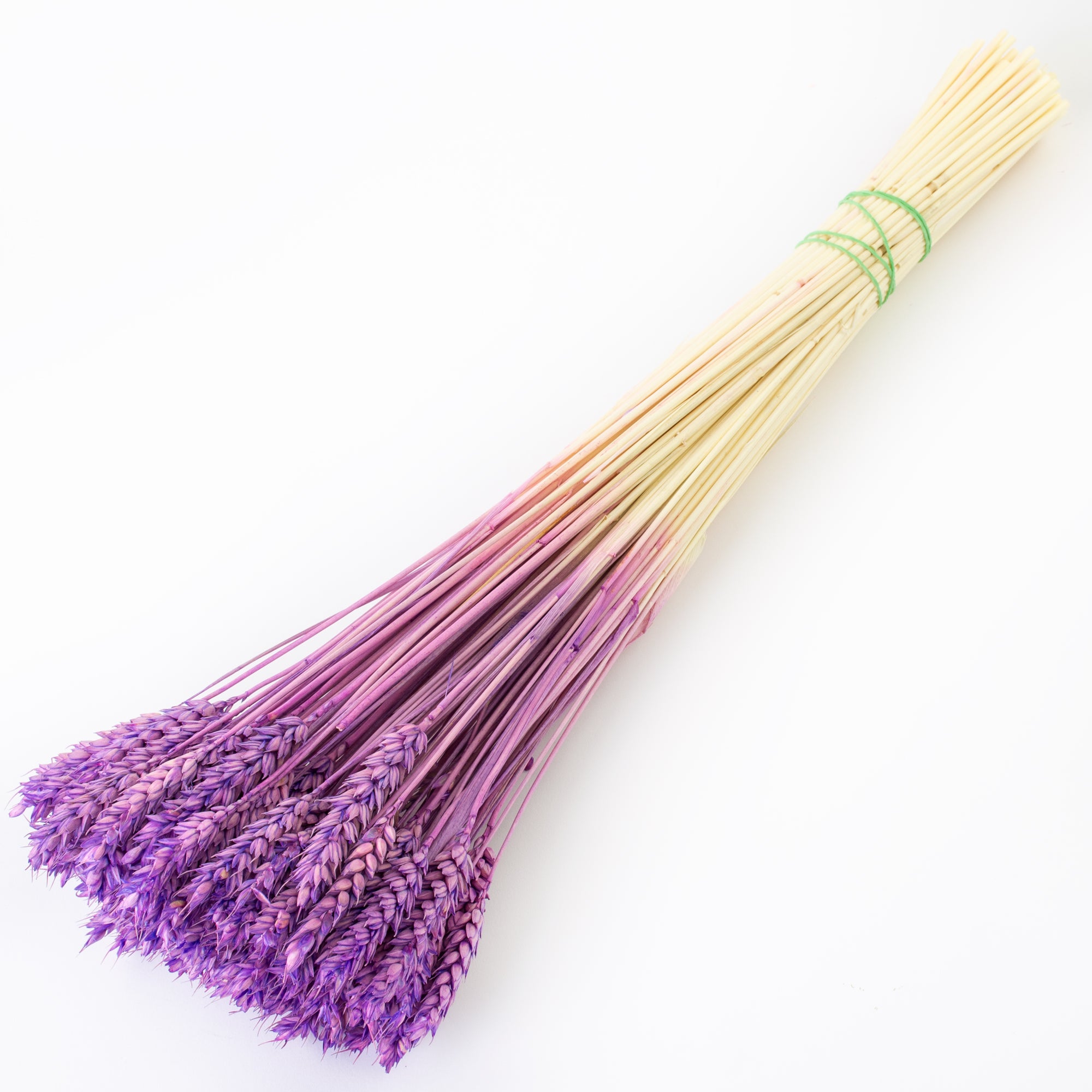 This image shows a bunch of milka, or lilac, triticum, or wheat, against a white background