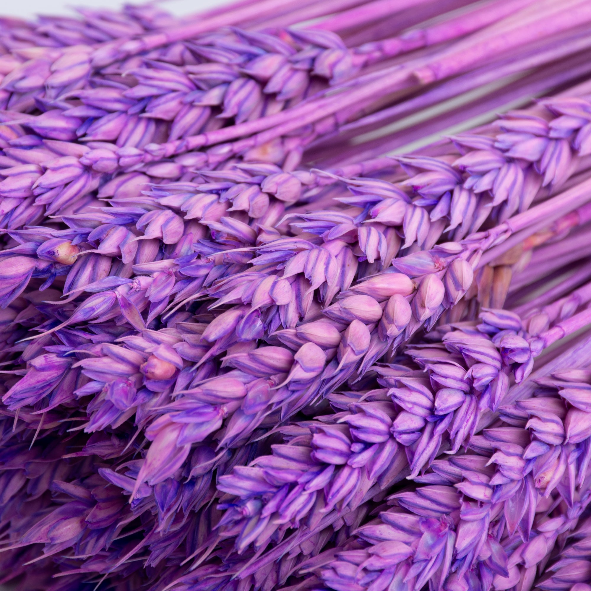 This image shows a bunch of milka, or lilac, triticum, or wheat, against a white background