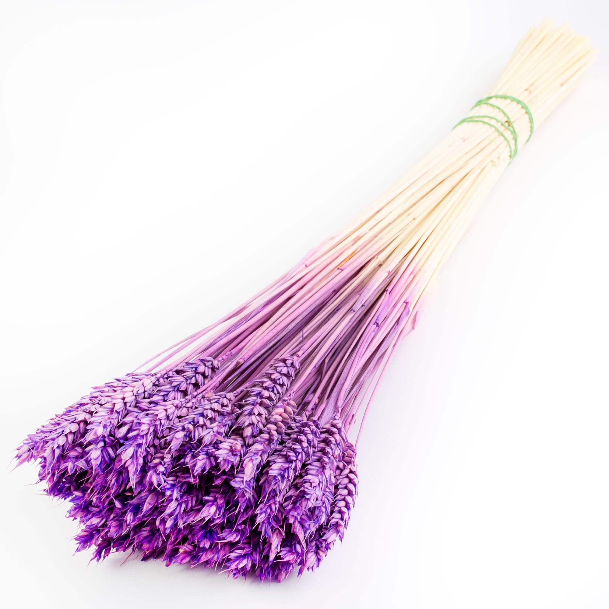 This image shows a bunch of milka, or lilac, triticum, or wheat, against a white background