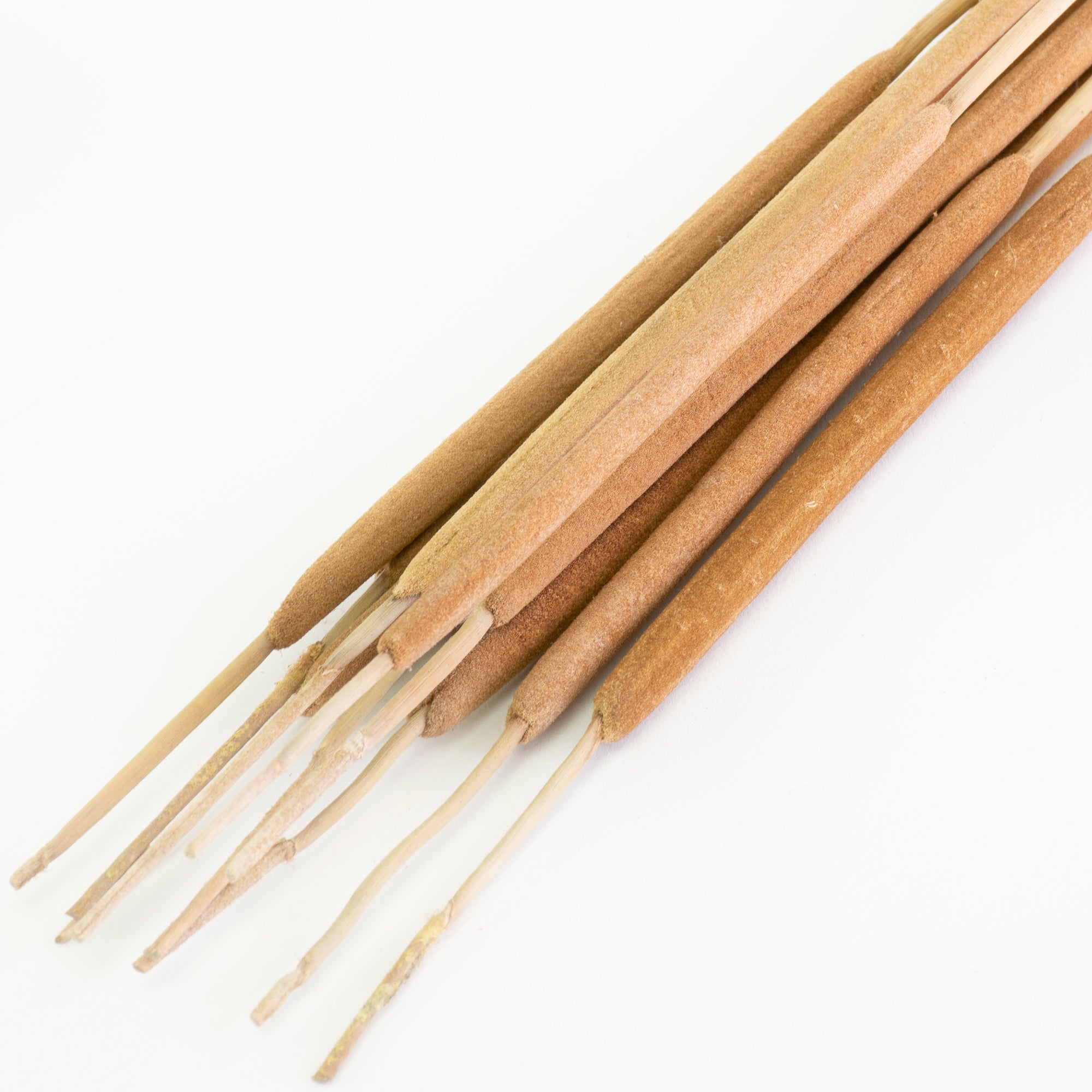This image shows a bunch of natural coloured typha against a white background