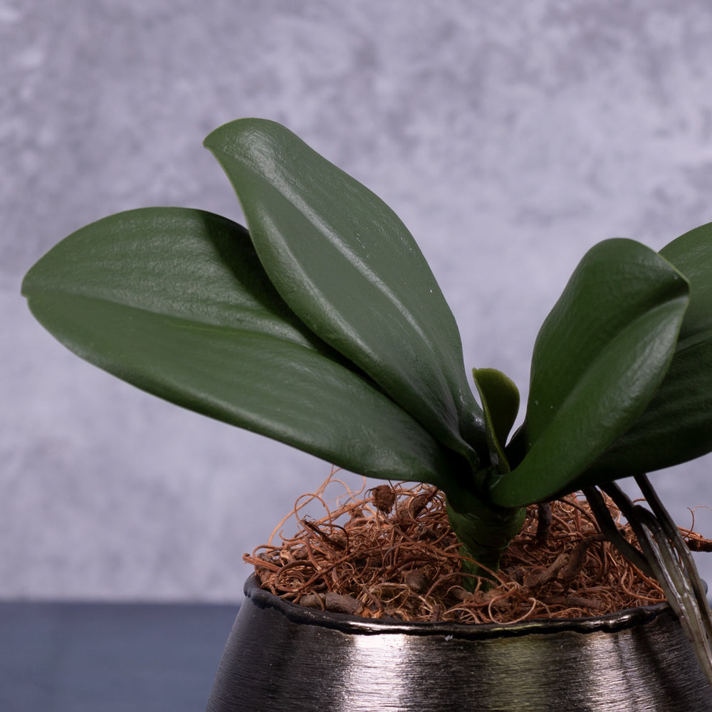 Artificial Orchid Leaves with Roots 22cm