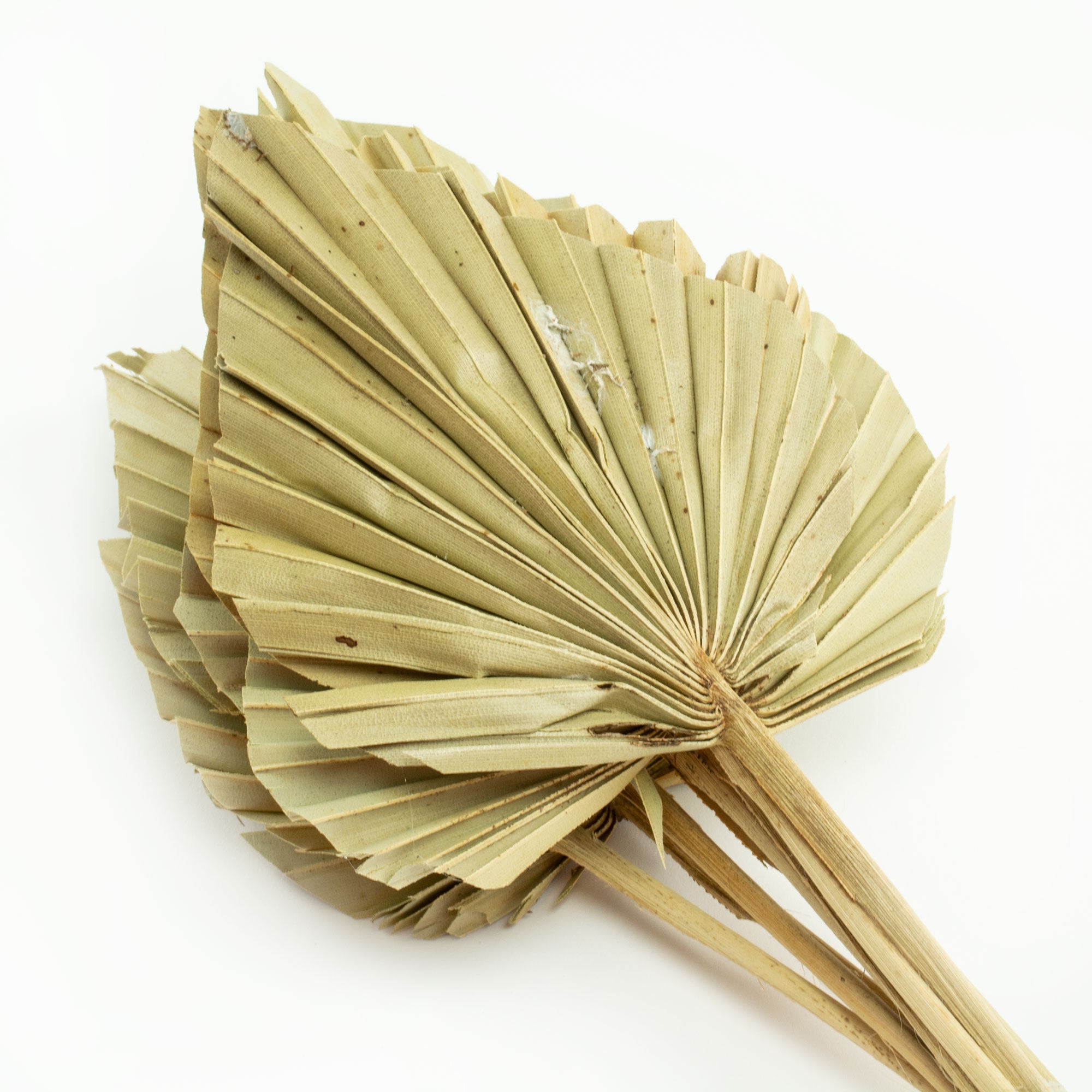 This image shows second quality bleached palm spears against a white background