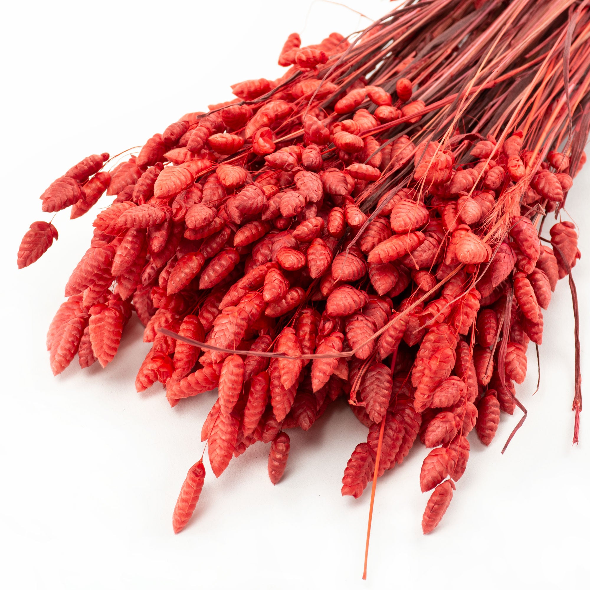 This image shows a bunch of red Briza Maxima against a white background