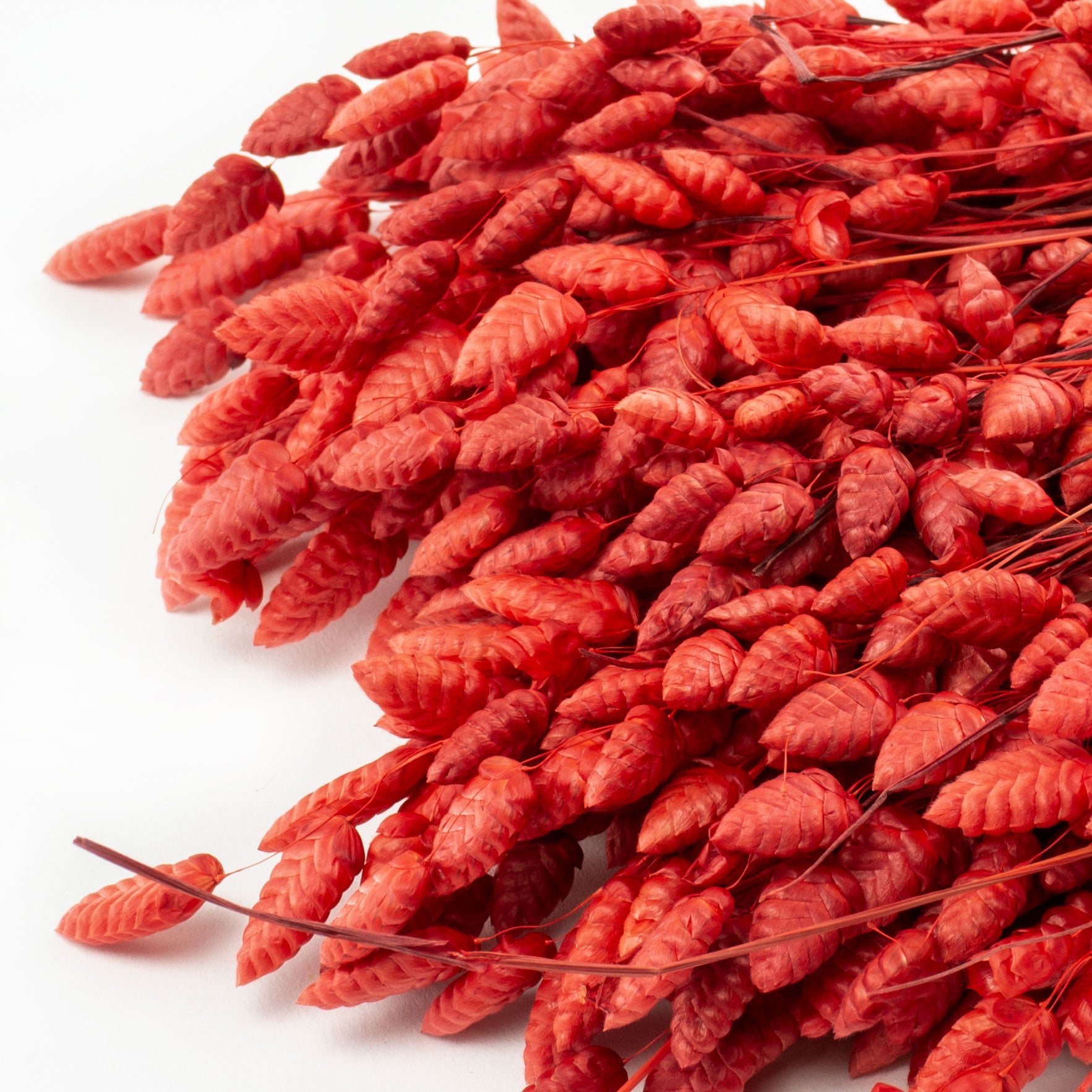 This image shows a bunch of red Briza Maxima against a white background