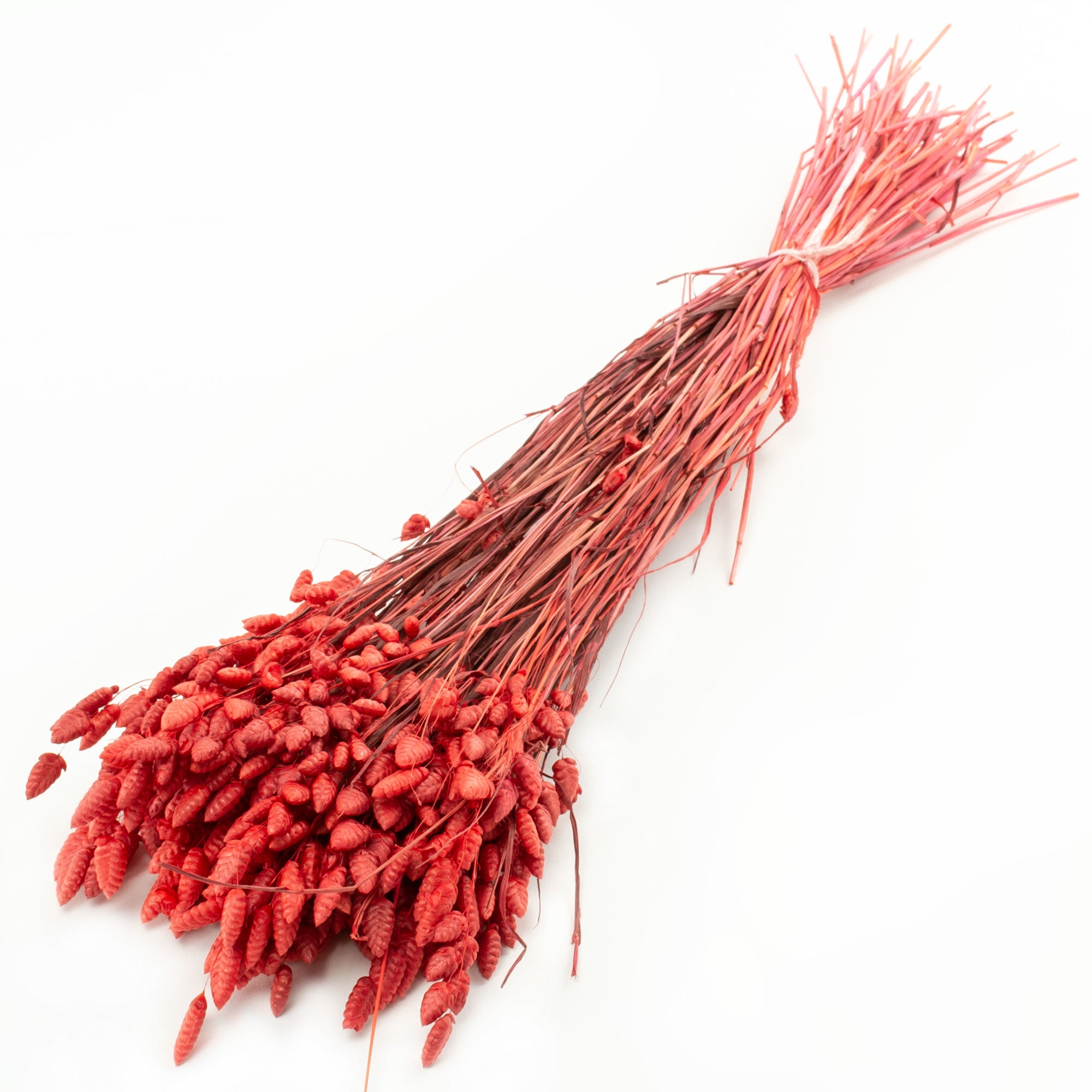 This image shows a bunch of red Briza Maxima against a white background