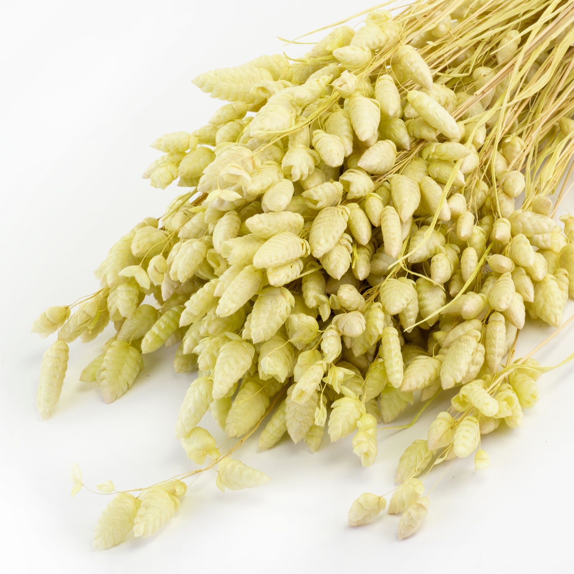 This image shows a bunch of misty green briza maxima against a white background
