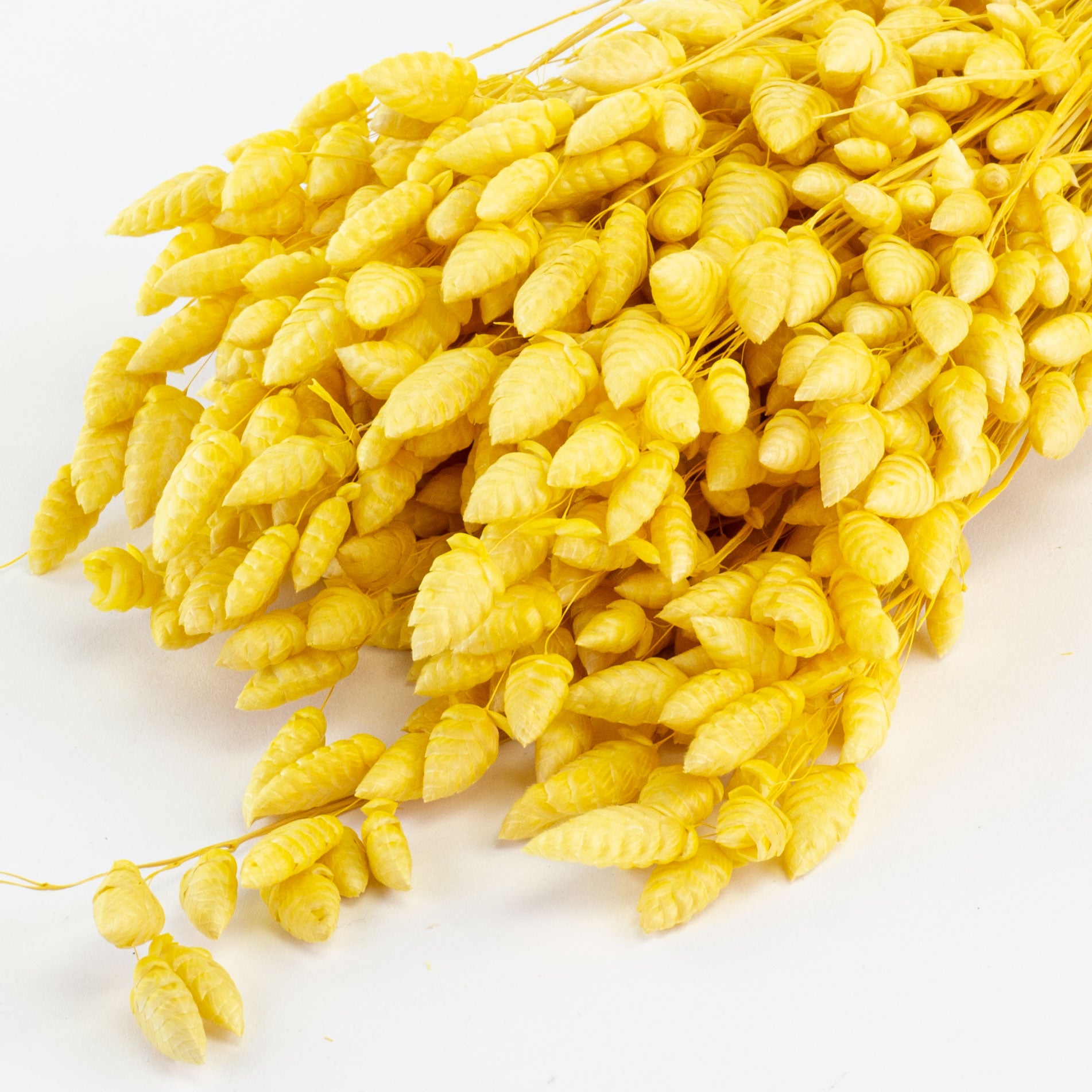 This image shows a bunch of yellow briza maxima against a white background
