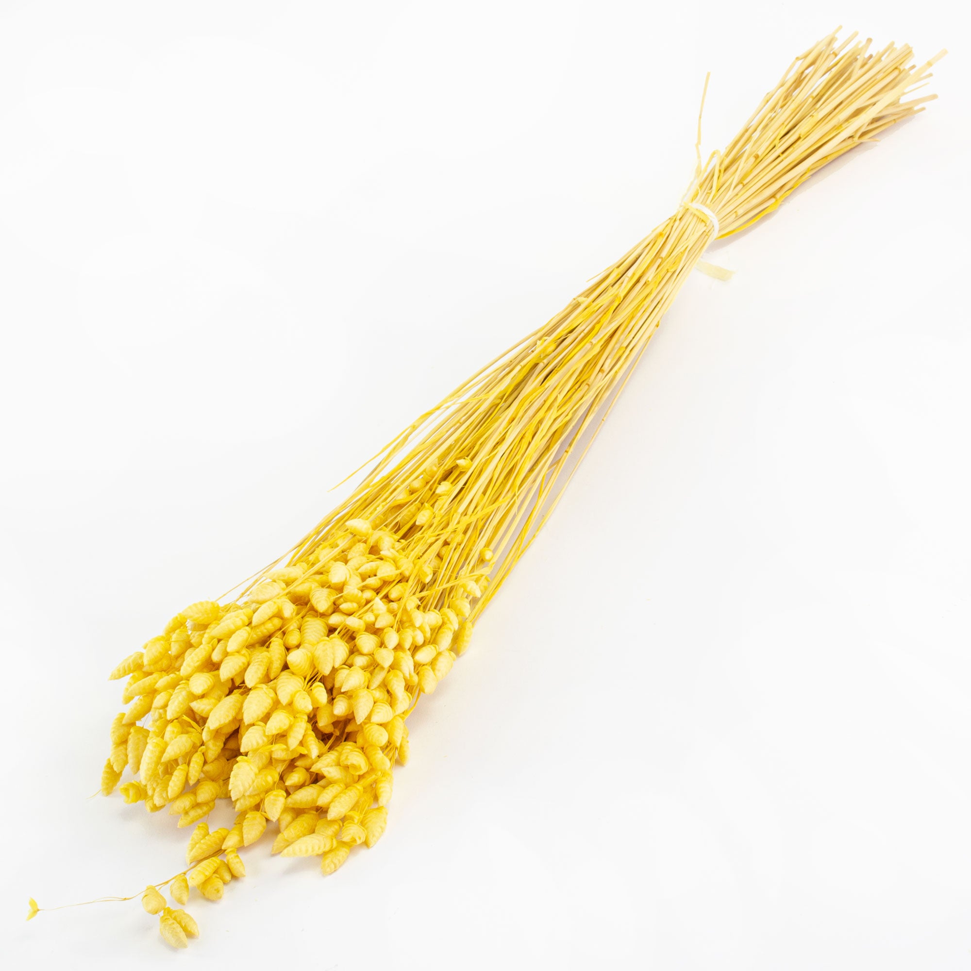 This image shows a bunch of yellow briza maxima against a white background