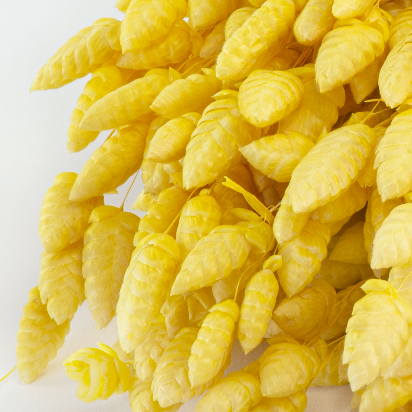 This image shows a bunch of yellow briza maxima against a white background