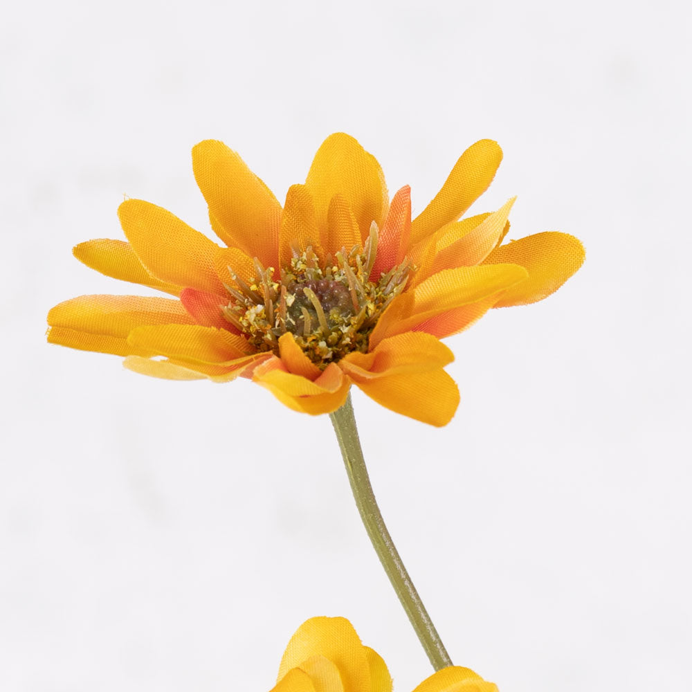 Chrysanthemum Sol, Tangerine Twist, 65cm