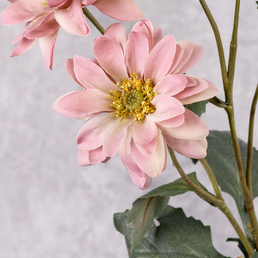 Chrysanthemum Sol, Raspberry Cream, 65cm