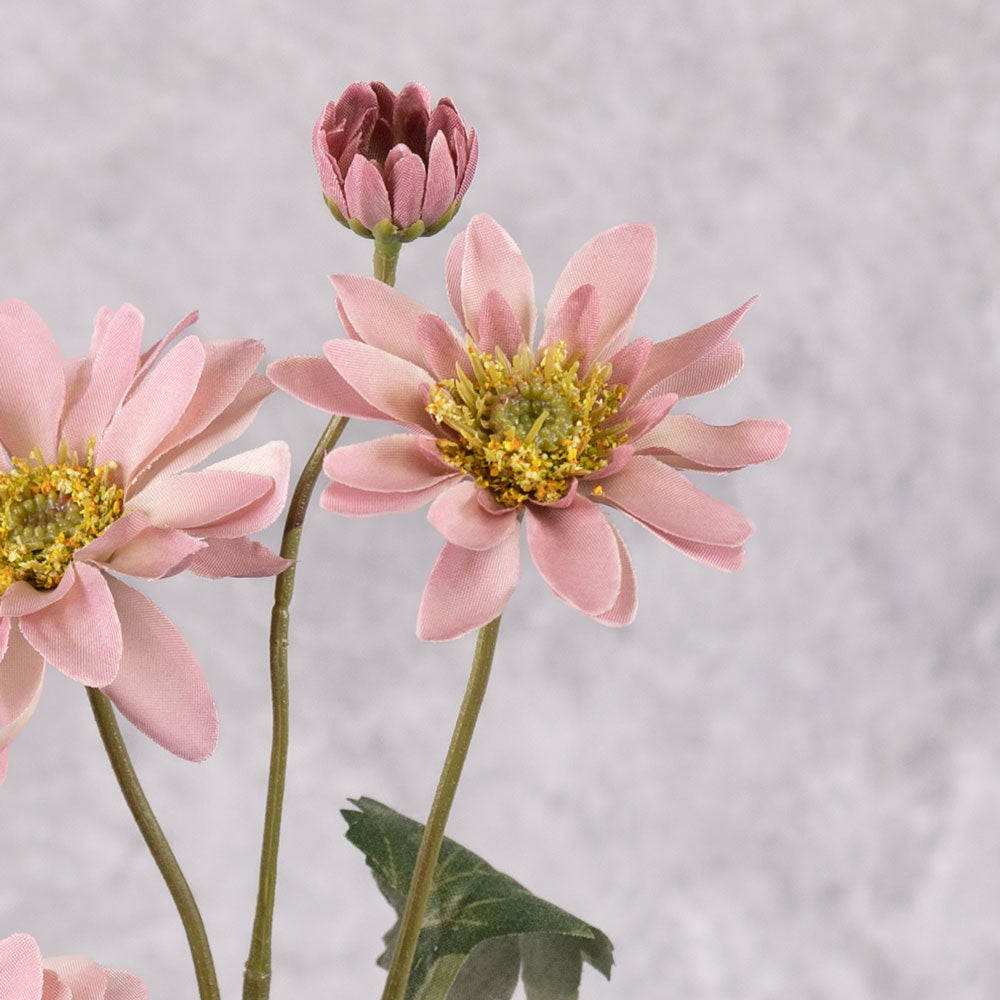 Chrysanthemum Sol, Raspberry Cream, 65cm