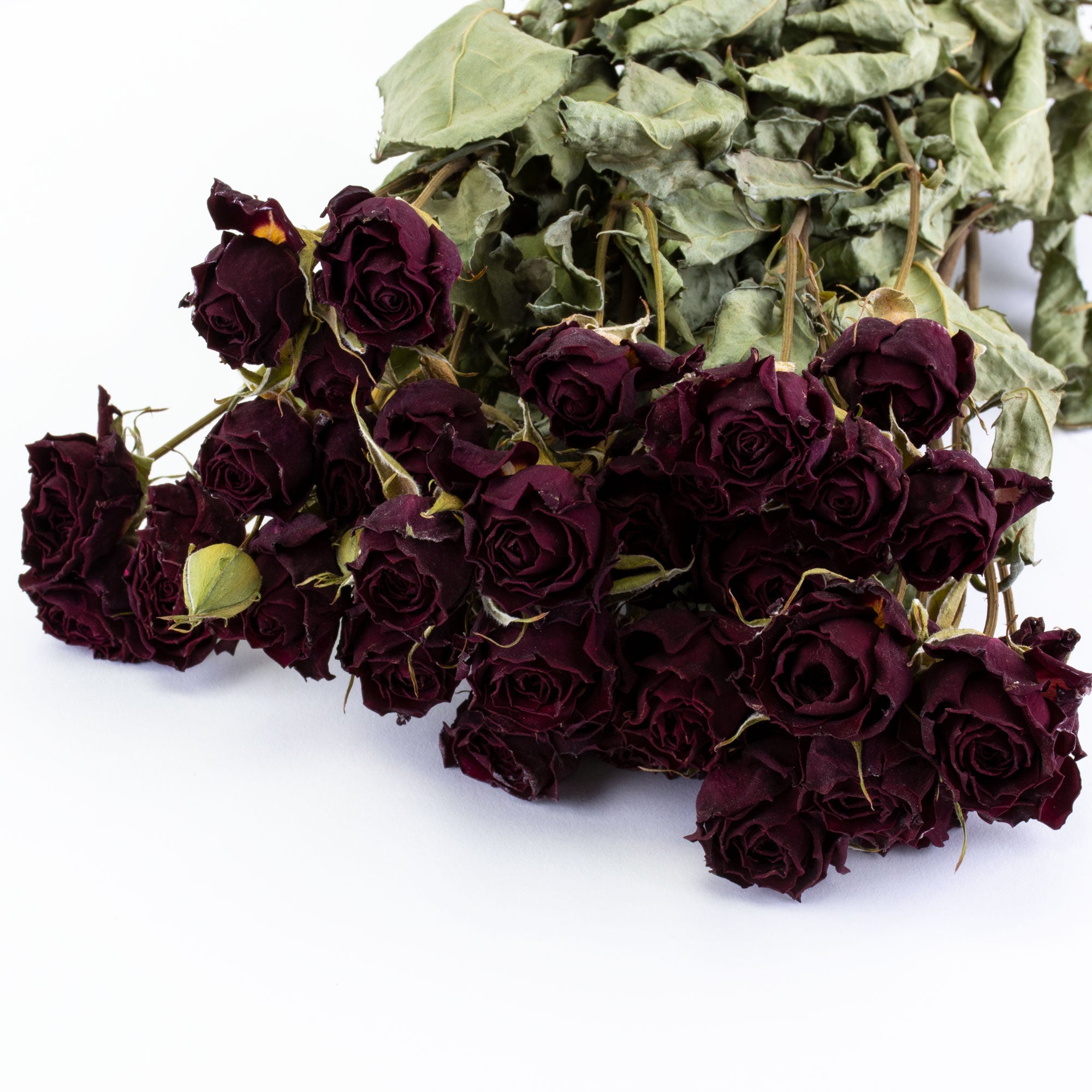 This image shows a bunch of dark red spray roses, against a white background