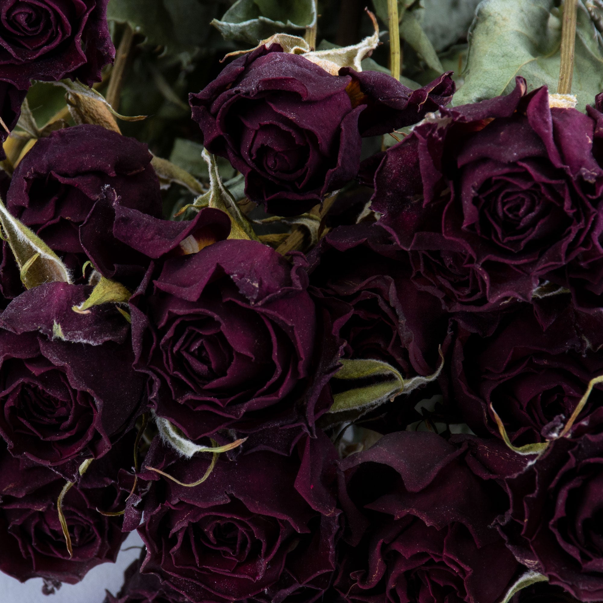 This image shows a bunch of dark red spray roses, against a white background