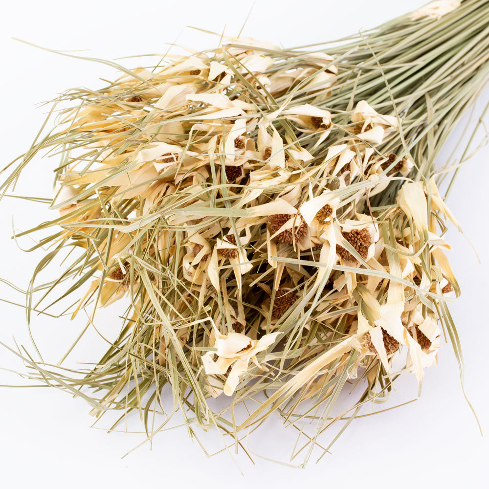 This image shows a bunch of tulip star grass against a white background