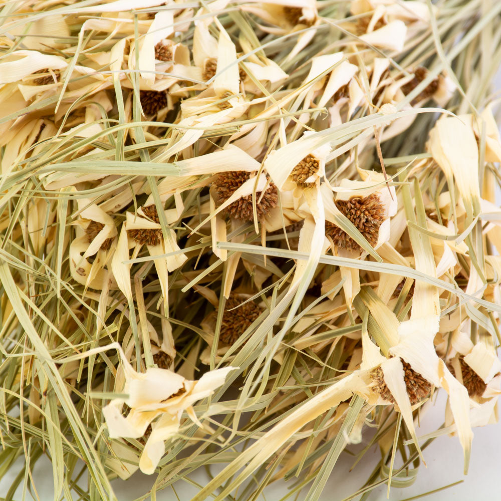 This image shows a bunch of tulip star grass against a white background