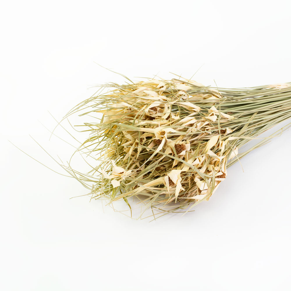 This image shows a bunch of tulip star grass against a white background
