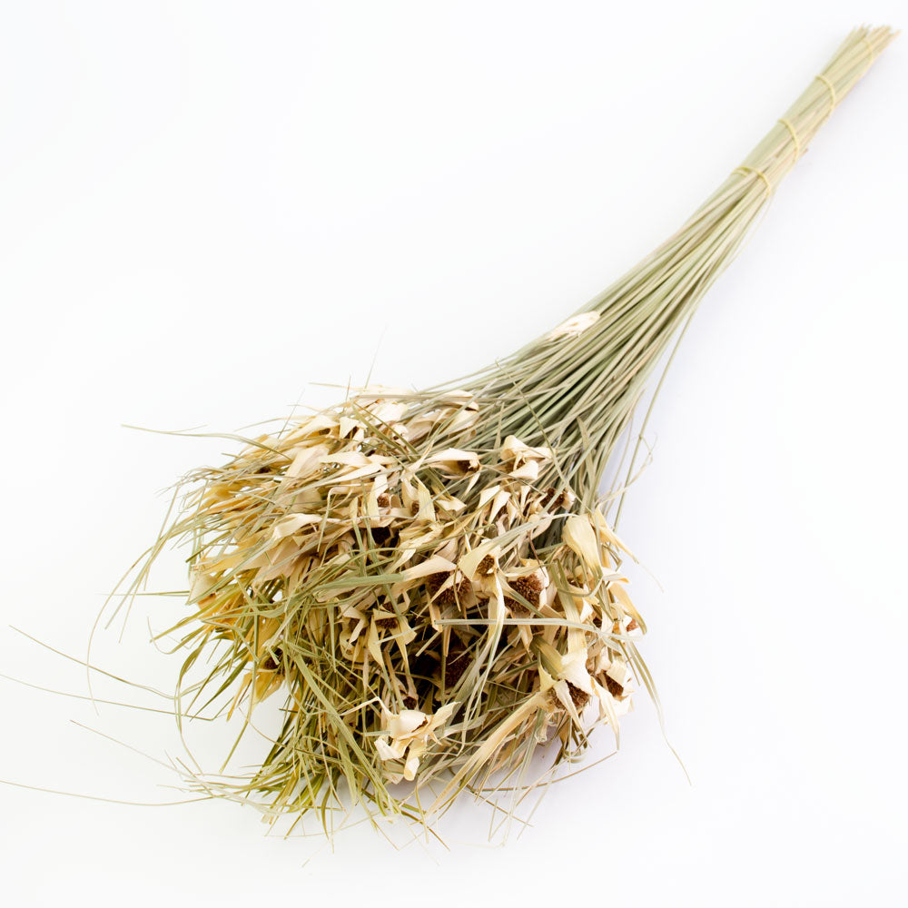 This image shows a bunch of tulip star grass against a white background