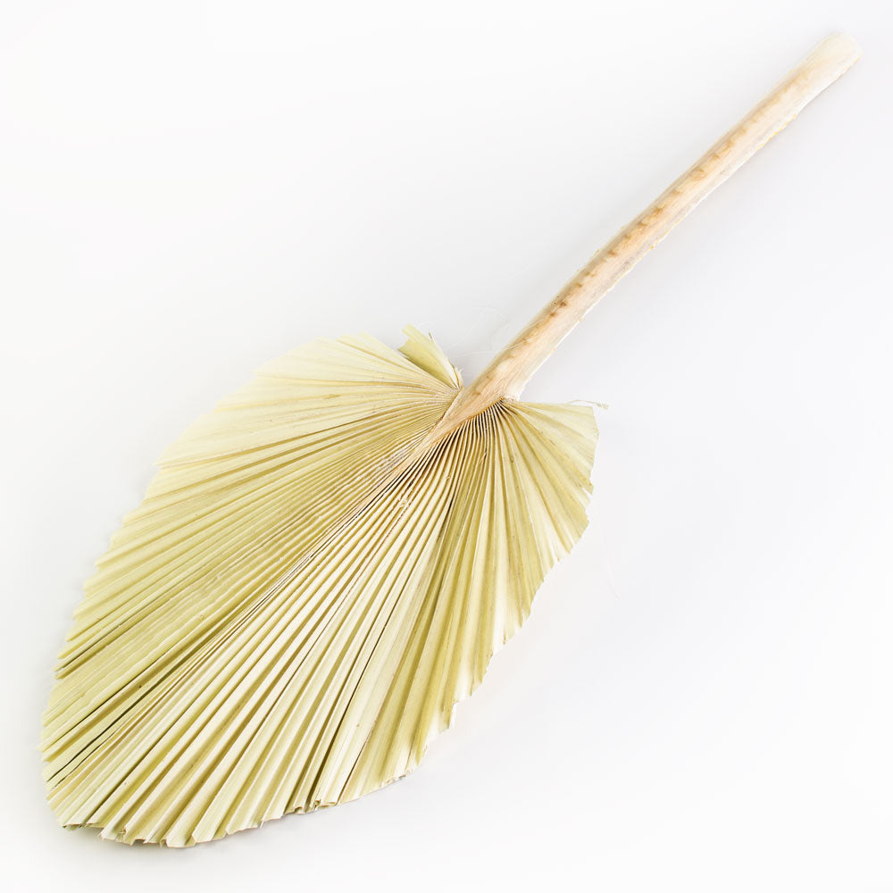 This image shows a giant king spear palm that has been bleached to a creamy white colour, against a white background